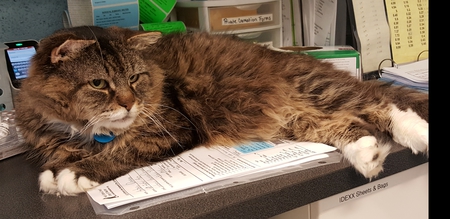 Theodore - "Nine Lives Official Office Cat"