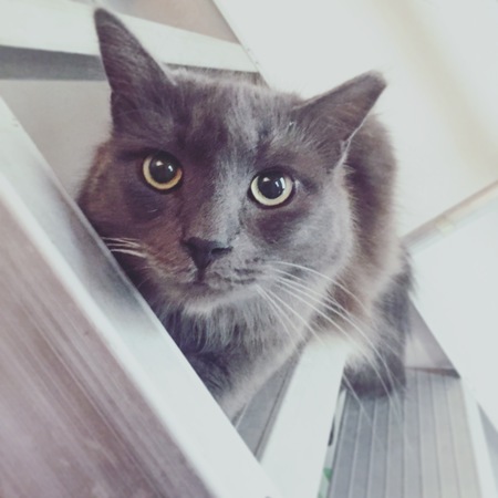 Smokey