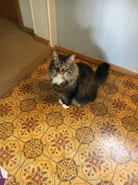 Odin