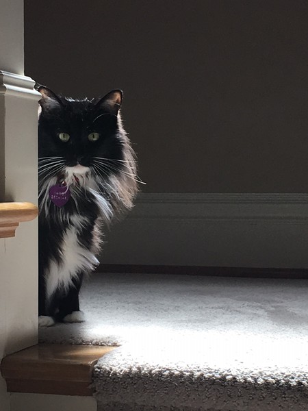 Miss Muffin