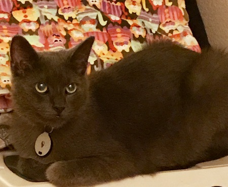 Spencer