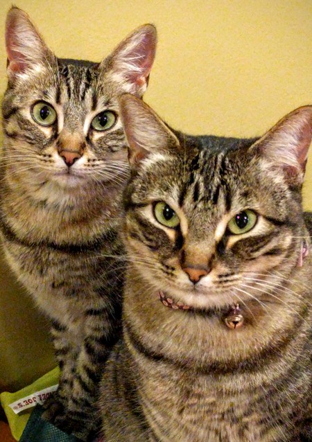 Mocha & Earl Grey