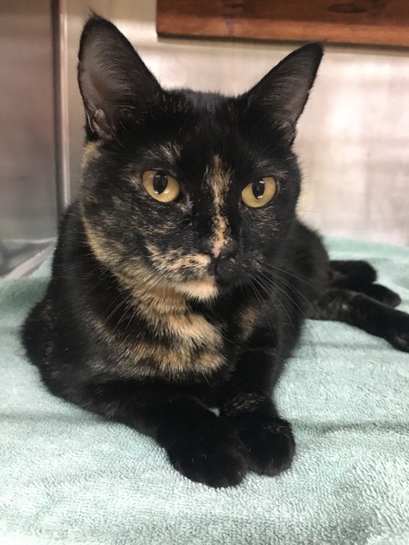 Nova