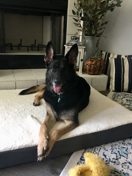Ava