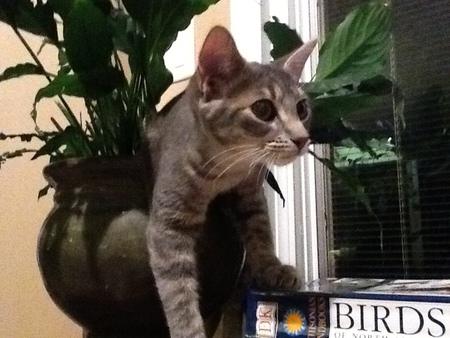 Graycee