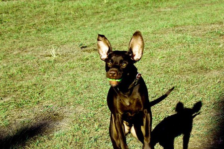 Jack