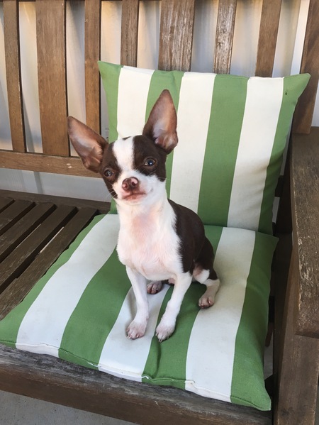 Winston