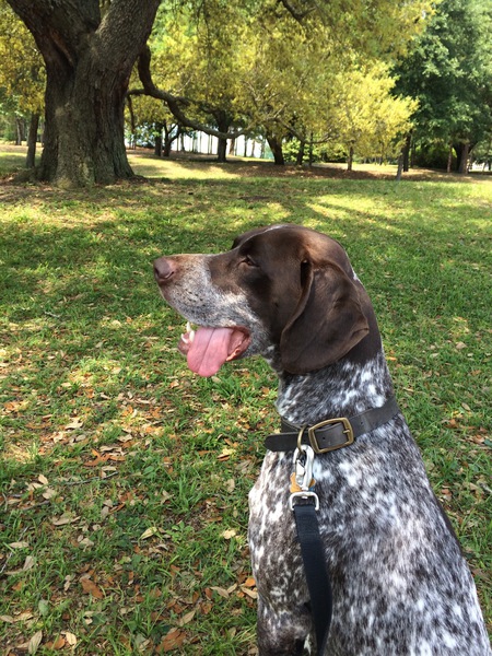 Beauregard
