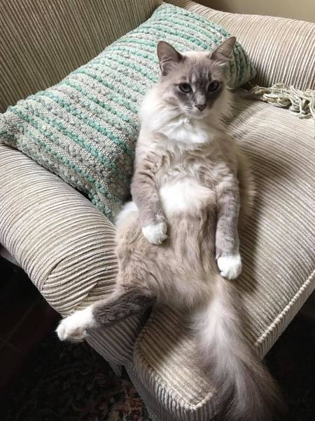 Maude