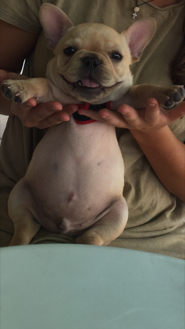 Louie