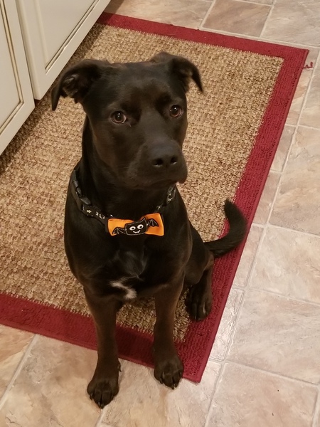 Blackie