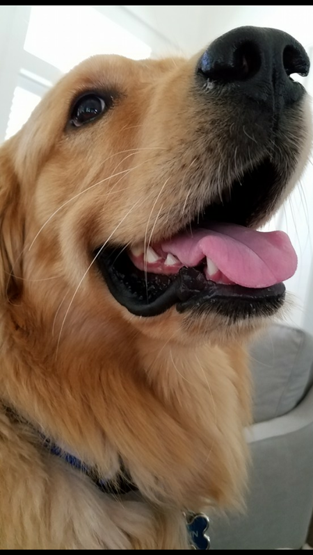 Sherbert