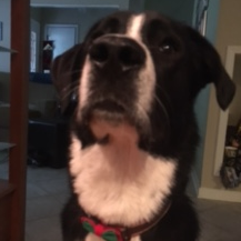Jake