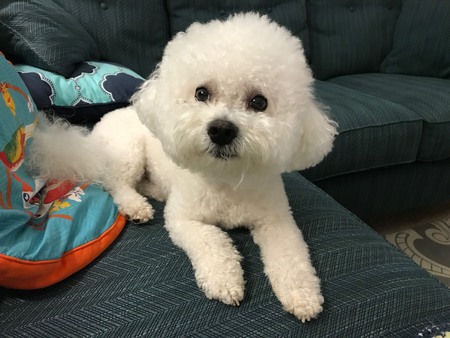Bo Barkley Bichon