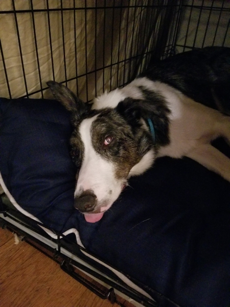 Cosmo