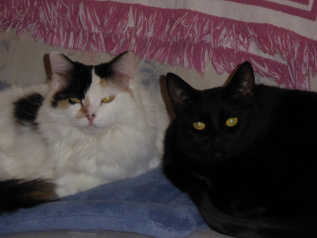 Belle (aka Tinkerbelle) and Eclipse