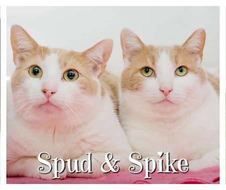 Spud and Spike