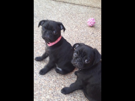 Daisy and Duke