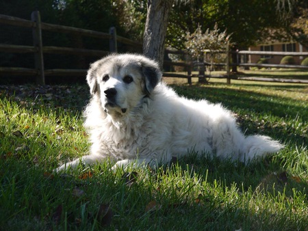 Kody
