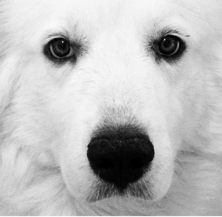 Snowball