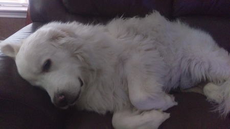 Tinkerbella