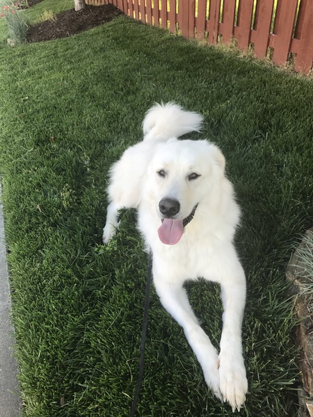 Cooper