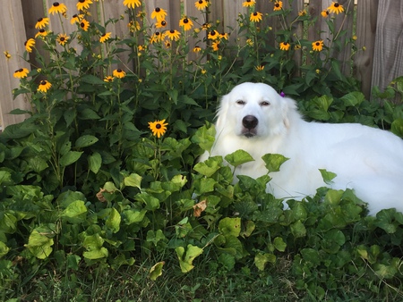 Sophie