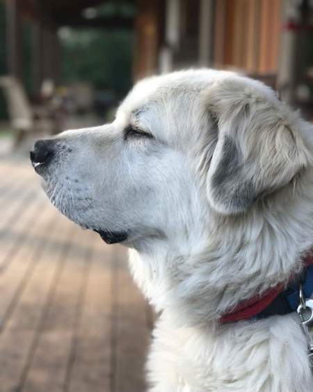 Bo 