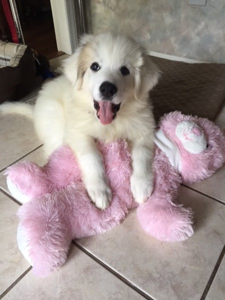 Bella