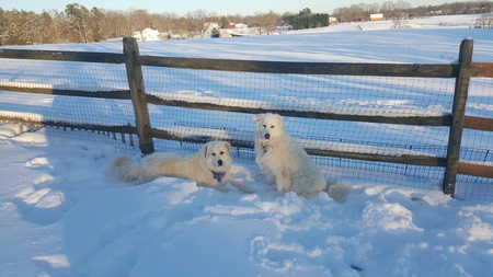 Dipper and Sophie Gallos