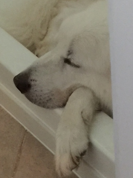 Sampson