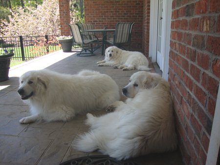 Prince, Buddy & Cotton