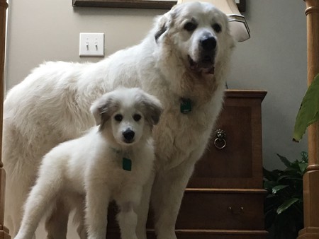 Bella and Biggs-B