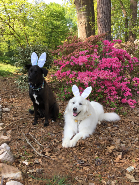 BeeBee (shown with her adopted brother Bluto)
