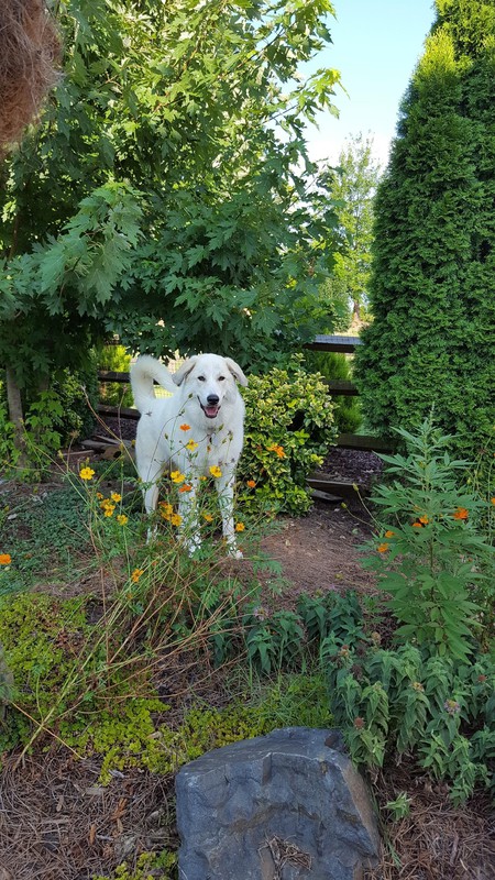 Holly