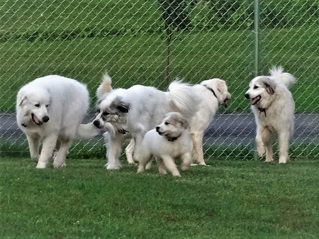 Our Pyr Pack